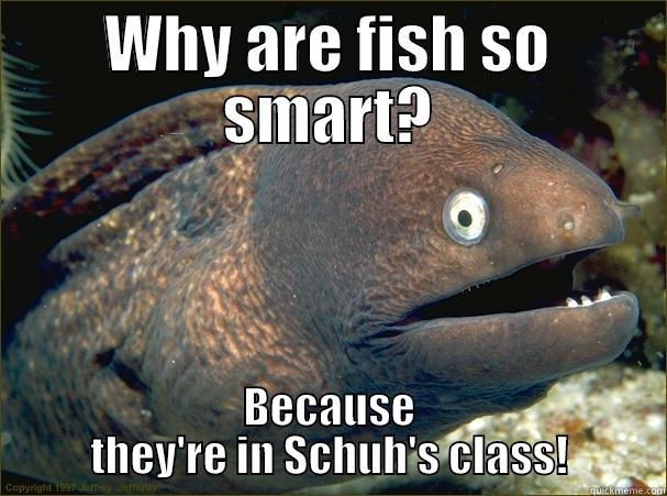 WHY ARE FISH SO SMART? BECAUSE THEY'RE IN SCHUH'S CLASS! Bad Joke Eel