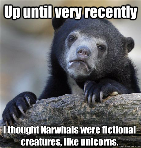 Up until very recently I thought Narwhals were fictional creatures, like unicorns.  Confession Bear