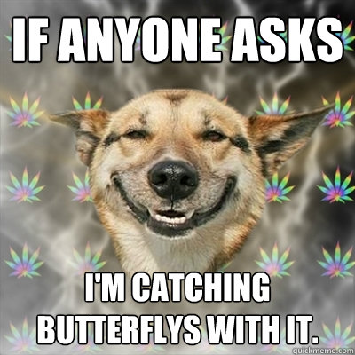 If anyone asks I'm catching butterflys with it.  Stoner Dog