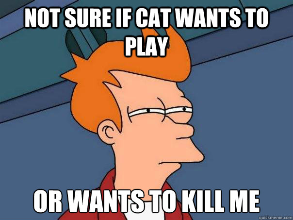 Not sure if cat wants to play Or wants to kill me  Futurama Fry