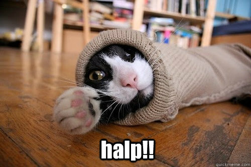 halp!! - halp!!  halp lolcat