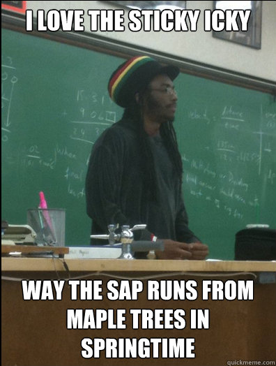 i love the sticky icky way the sap runs from maple trees in springtime  Rasta Science Teacher