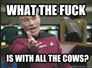 What the fuck Is with all the cows? - What the fuck Is with all the cows?  Annoyed Picard