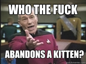 Who the fuck abandons a kitten? - Who the fuck abandons a kitten?  Annoyed Picard