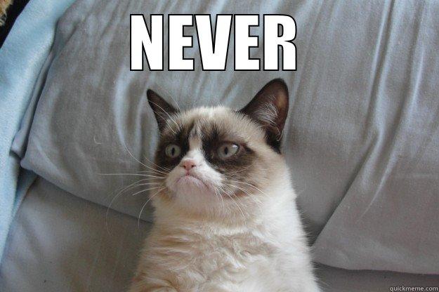 lol cat - NEVER  Grumpy Cat