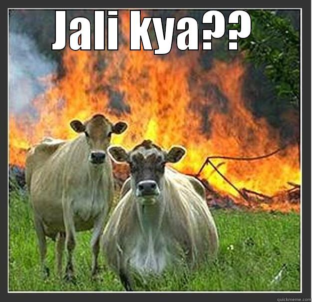 JALI KYA??  Evil cows