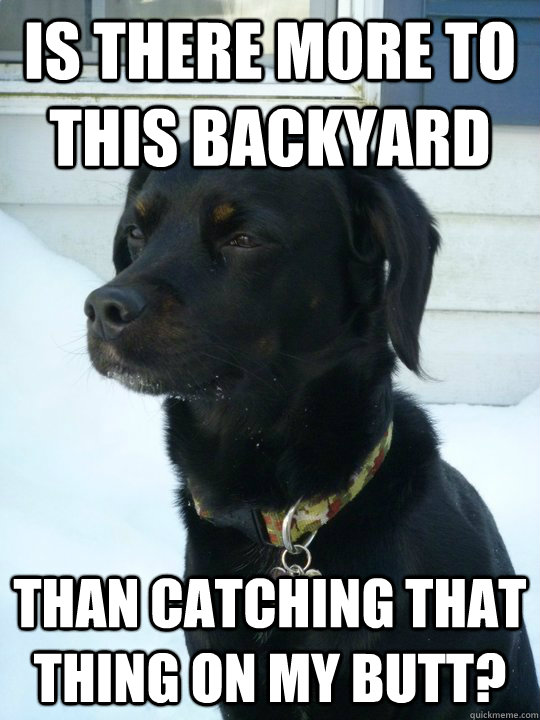 Is there more to this backyard than catching that thing on my butt?  Philosophical Puppy