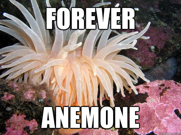 Forever Anemone - Forever Anemone  Misc