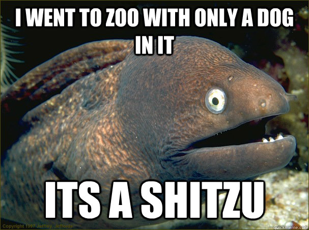 i went to zoo with only a dog in it its a shitzu  Bad Joke Eel