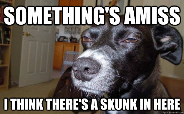 Something's amiss i think there's a skunk in here  Skeptical Mutt