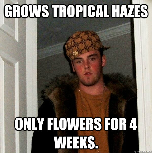 Grows tropical hazes Only flowers for 4 weeks. - Grows tropical hazes Only flowers for 4 weeks.  Scumbag Steve