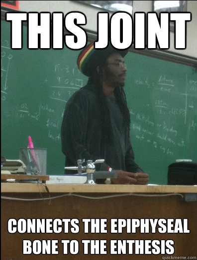 This joint connects the Epiphyseal bone to the Enthesis - This joint connects the Epiphyseal bone to the Enthesis  Rasta Science Teacher