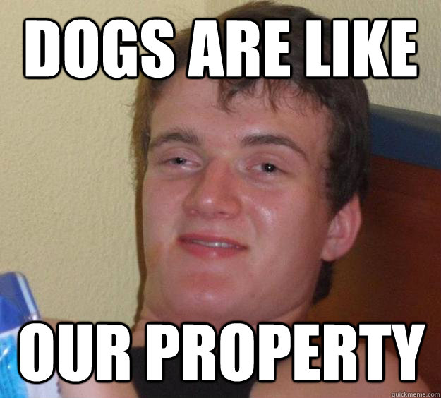 dogs are like our property  10 Guy