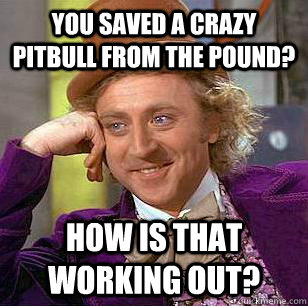 you saved a crazy pitbull from the pound? how is that working out?  Condescending Wonka