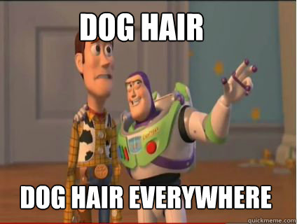 Dog hair Dog Hair everywhere  woody and buzz