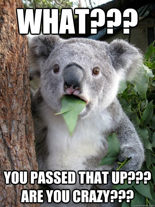 What??? You passed that up??? Are you crazy???  koala bear