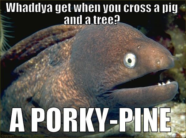 WHADDYA GET WHEN YOU CROSS A PIG AND A TREE? A PORKY-PINE Bad Joke Eel