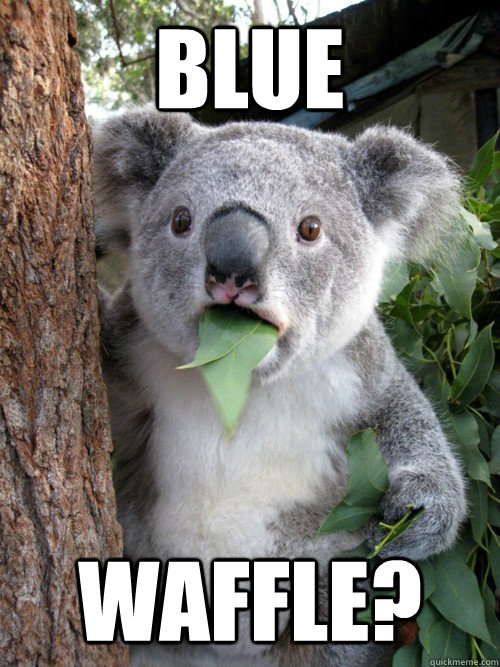 Blue  Waffle? - Blue  Waffle?  koala bear