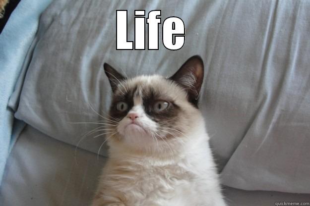 LIFE  Grumpy Cat