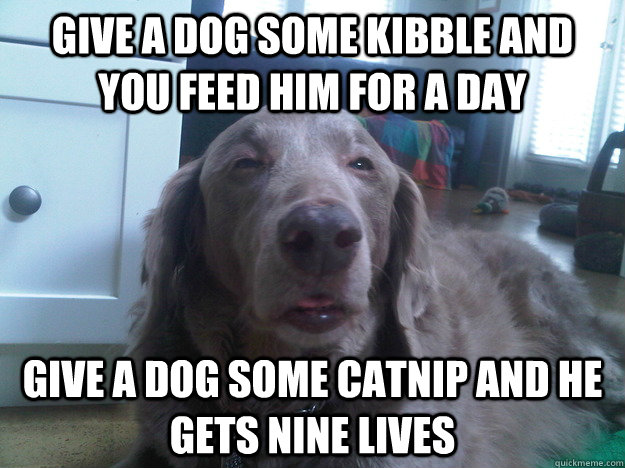 Give a dog some kibble and you feed him for a day Give a dog some catnip and he gets nine lives  10 Dog