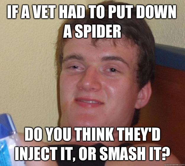 If a vet had to put down a spider  Do you think they'd inject it, or smash it?  10 Guy