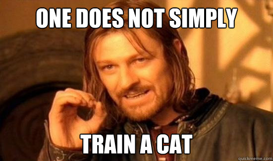 One Does Not Simply Train a cat - One Does Not Simply Train a cat  Boromir