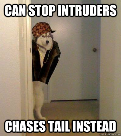 CAN STOP INTRUDERS CHASES TAIL INSTEAD  Scumbag dog