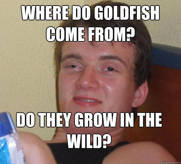 Where do goldfish come from? Do they grow in the wild?
  10 Guy