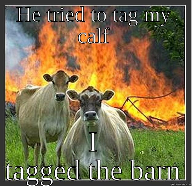 Protective cows - HE TRIED TO TAG MY CALF I TAGGED THE BARN Evil cows