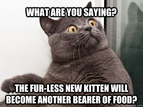 what are you saying? the fur-less new kitten will become another bearer of food?  conspiracy cat