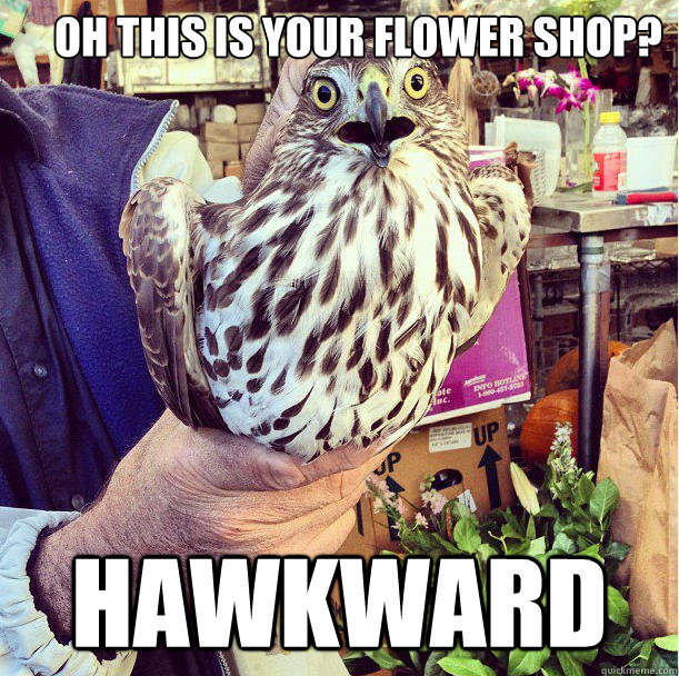 Oh this is your Flower shop? Hawkward - Oh this is your Flower shop? Hawkward  Misc