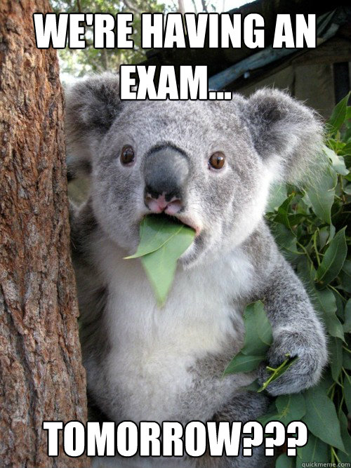 we're having an exam... tomorrow??? - we're having an exam... tomorrow???  koala bear