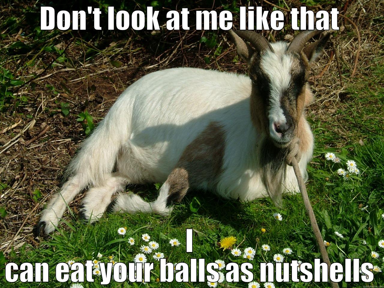 Goat bitch - DON'T LOOK AT ME LIKE THAT I CAN EAT YOUR BALLS AS NUTSHELLS Misc