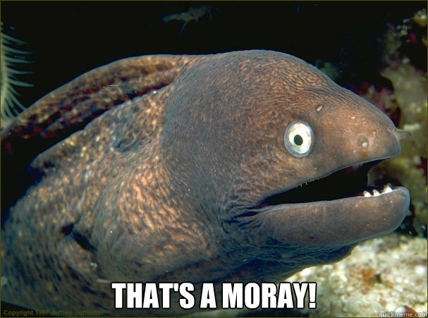  That's a moray!  Bad Joke Eel