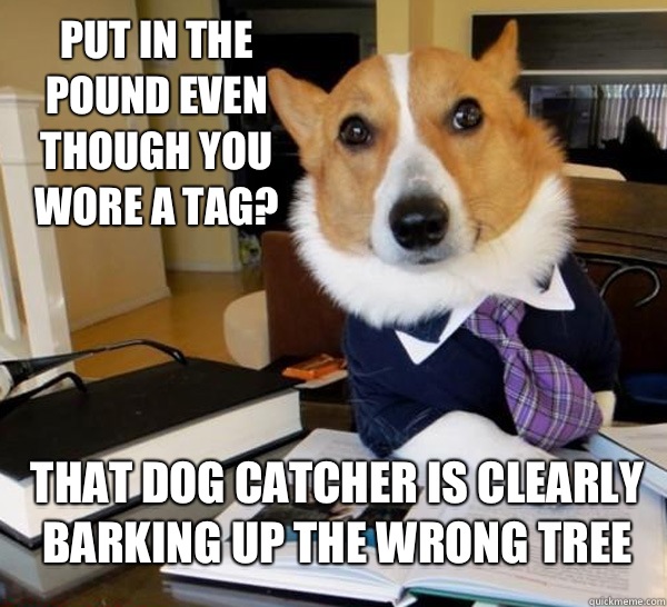 Put in the pound even though you wore a tag? That dog catcher is clearly barking up the wrong tree  Lawyer Dog