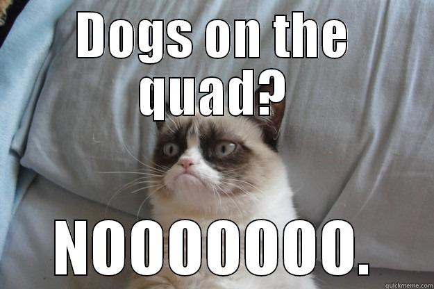 DOGS ON THE QUAD? NOOOOOOO. Grumpy Cat