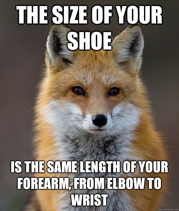 The size of your shoe Is the same length of your forearm, from elbow to wrist  Fun Fact Fox