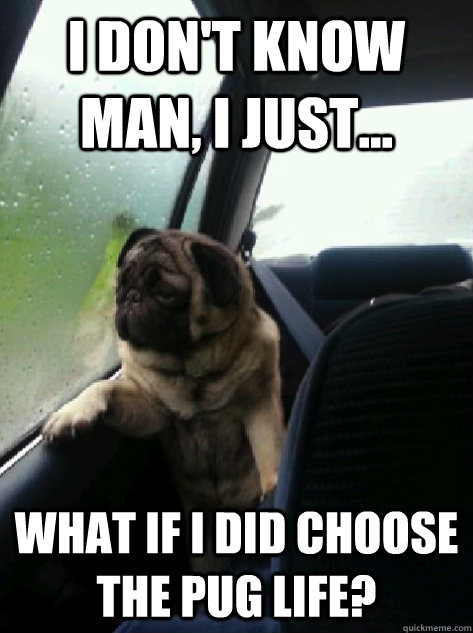 I don't know man, I just... What if I did choose the pug life?  Introspective Pug