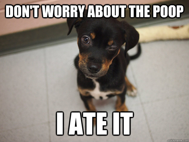 don't worry about the poop i ate it  awesome dog