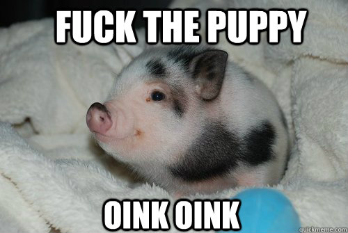 fuck the puppy oink oink - fuck the puppy oink oink  cute pig