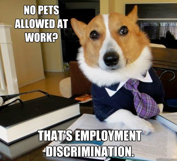 No pets allowed at work? That's Employment Discrimination.  Lawyer Dog