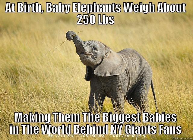 NY Giants Fans - AT BIRTH, BABY ELEPHANTS WEIGH ABOUT 250 LBS MAKING THEM THE BIGGEST BABIES IN THE WORLD BEHIND NY GIANTS FANS Misc