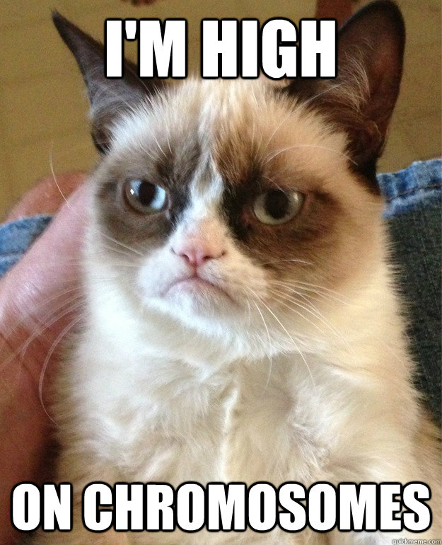 I'm high On chromosomes  Grumpy Cat