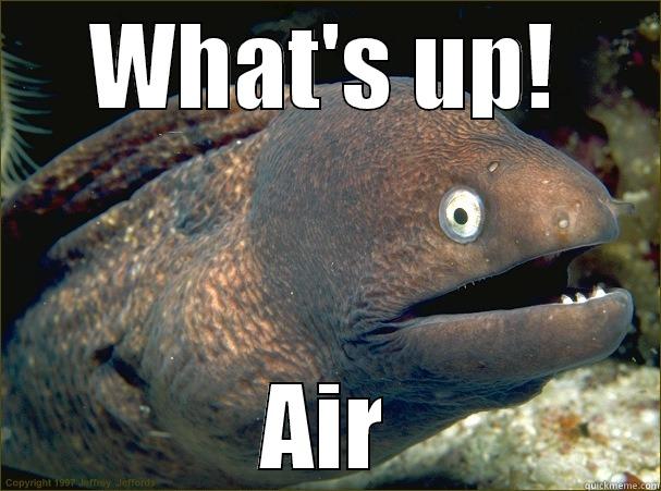 WHAT'S UP! AIR Bad Joke Eel