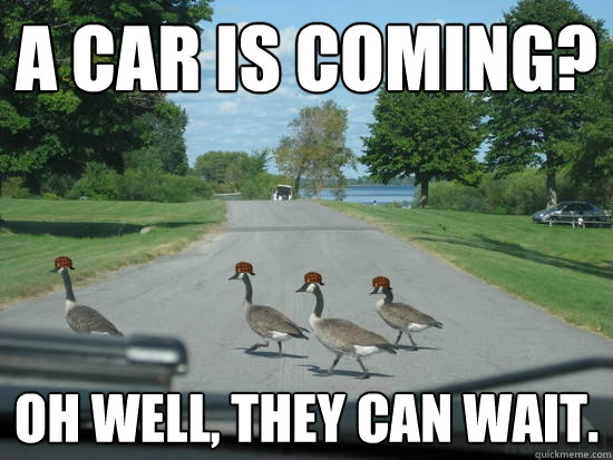 A car is coming? Oh well, they can wait. - A car is coming? Oh well, they can wait.  Scumbag Geese