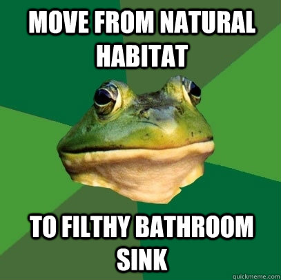 Move from natural habitat to filthy bathroom sink - Move from natural habitat to filthy bathroom sink  Foul Bachelor Frog