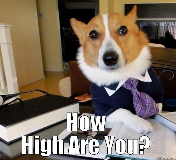  HOW HIGH ARE YOU? Lawyer Dog