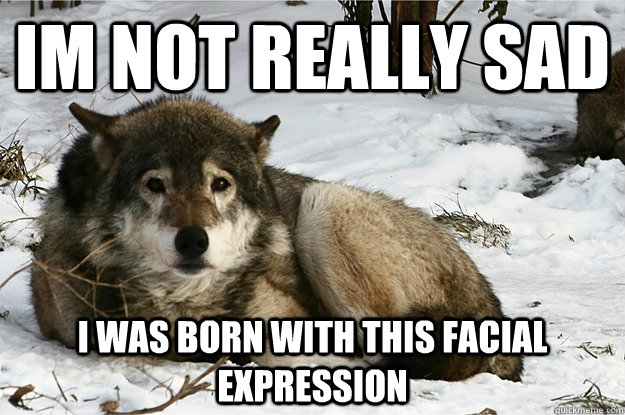 im not really sad i was born with this facial expression - im not really sad i was born with this facial expression  Sad Wolf