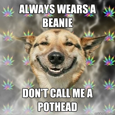 always wears a beanie don't call me a pothead  Stoner Dog