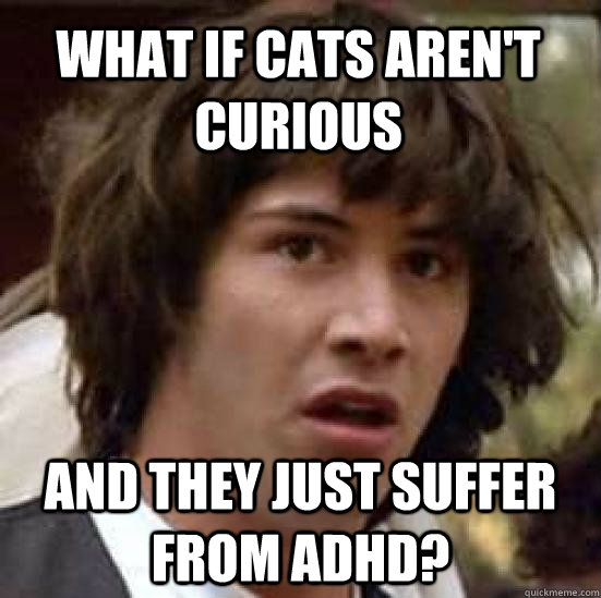 What if cats aren't curious and they just suffer from ADHD? - What if cats aren't curious and they just suffer from ADHD?  conspiracy keanu